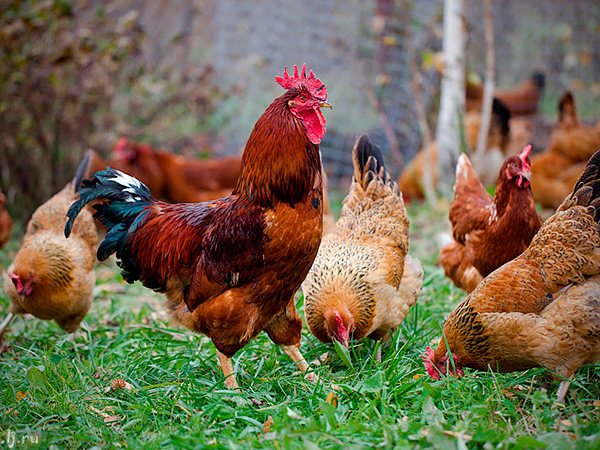 Породы куриц | ЗооТом - продажа, вязка и услуги для животных в Устюжне