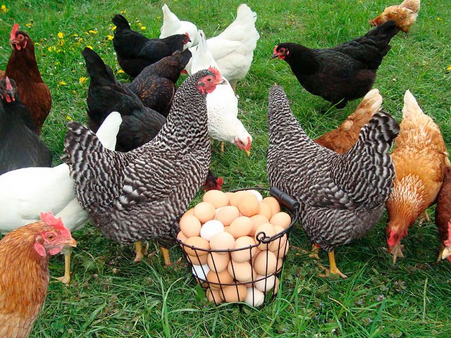 Содержание кур и уход за ними | ЗооТом - продажа, вязка и услуги для животных в Устюжне