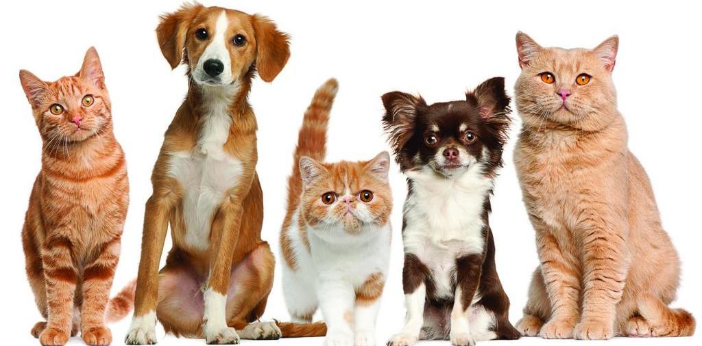 Доска объявлений о животных | ЗооТом - продажа, вязка и услуги для животных в Устюжне