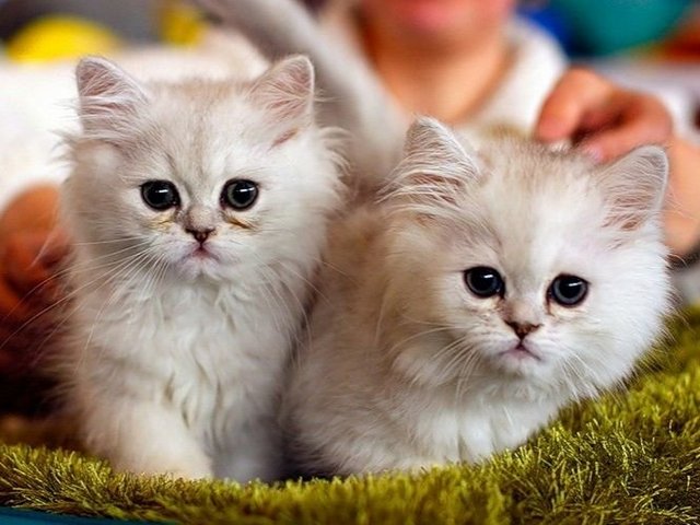 Породы кошек в Устюжне | ЗооТом портал о животных