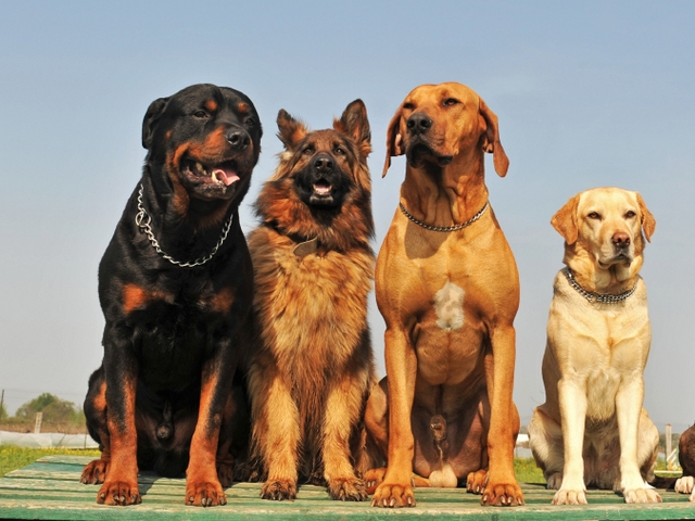 Крупные породы собак в Устюжне | ЗооТом портал о животных