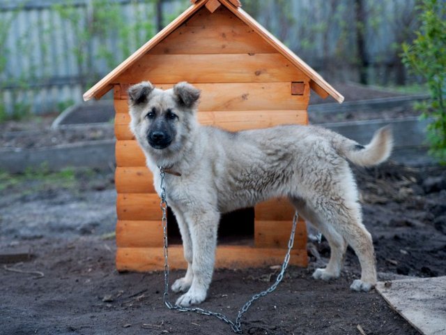 Все о собаках в Устюжне